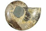 Cut & Polished Ammonite Fossil (Half) - Madagascar #308634-1